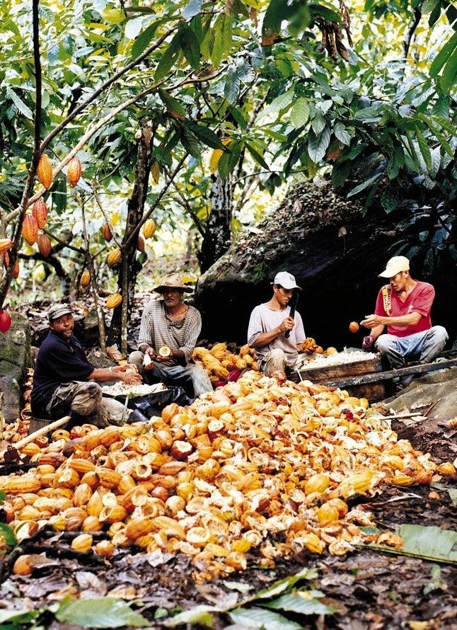 Productores abriendo mazorcas para extraer los granos