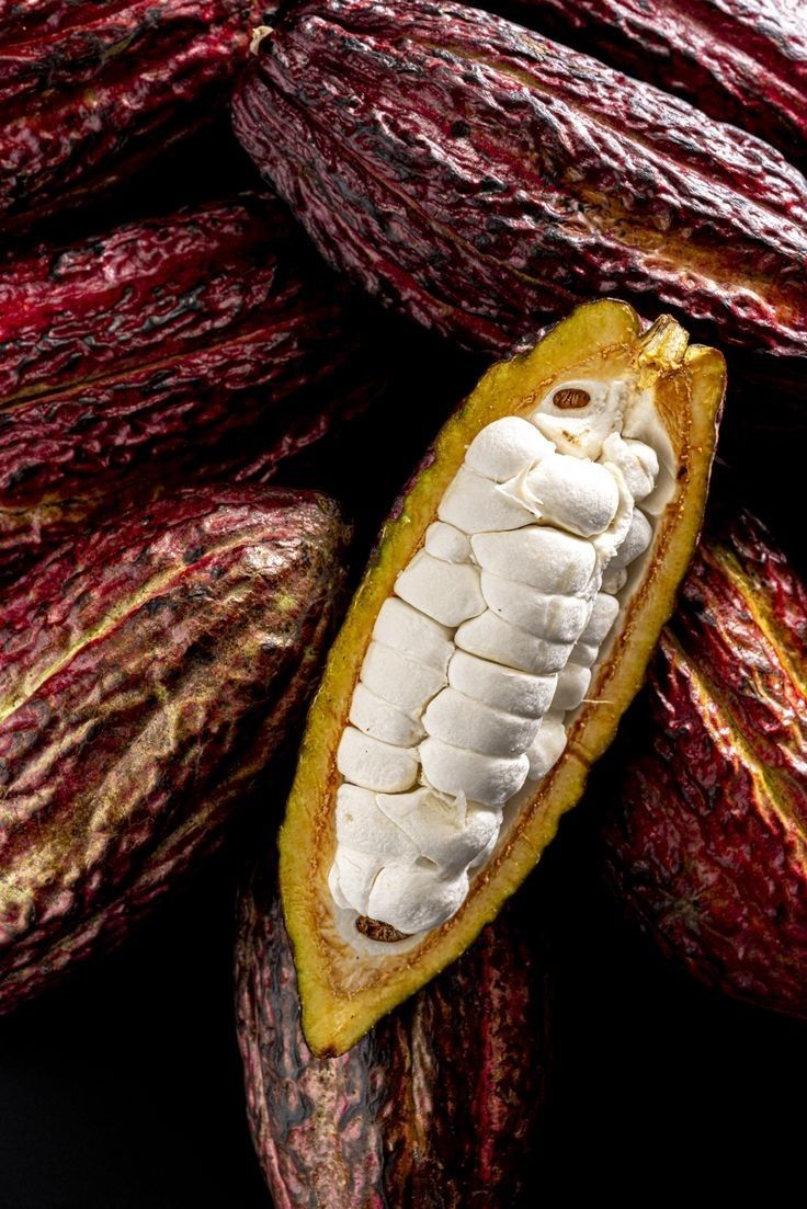 Mazorca de cacao fino de aroma ecuatoriano abierta mostrando sus granos