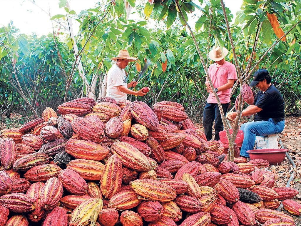 Familia productora recolectando mazorcas de cacao