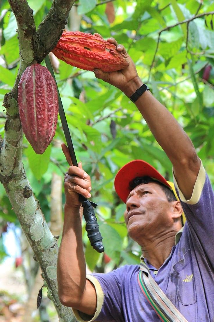 Productor cosechando mazorcas de cacao en la finca